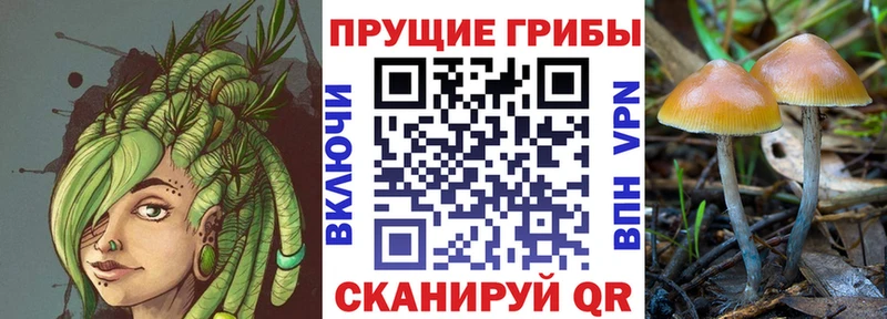 мега онион  Благовещенск  Псилоцибиновые грибы Cubensis 